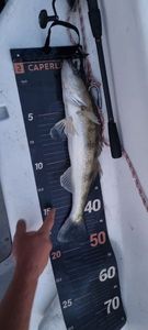 Zander
