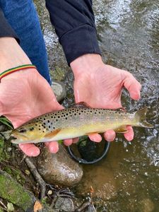 Brown Trout