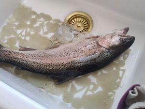 Rainbow Trout