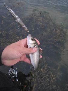 European Bass (Seabass)