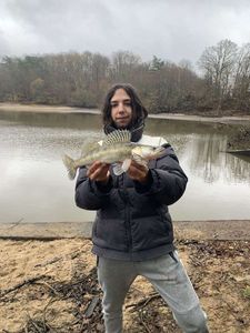 Zander