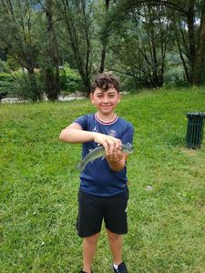 Rainbow Trout