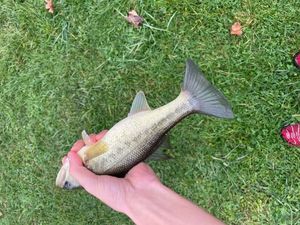 Largemouth Bass