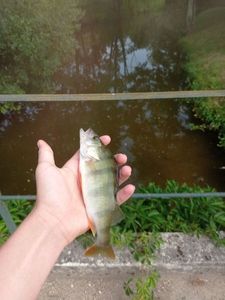 European Perch