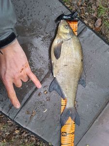 Common Bream
