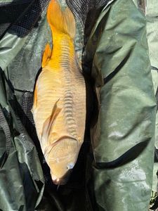 Mirror Carp