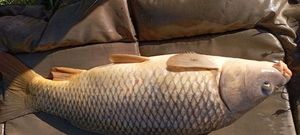Common Carp