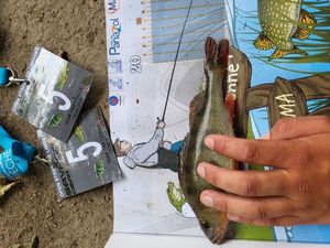 European Perch