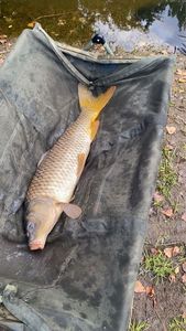 Common Carp