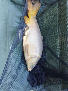 Mirror Carp