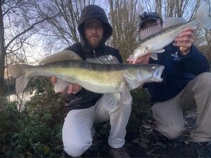 Zander