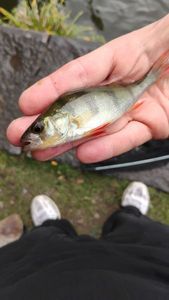 European Perch