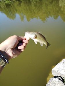 Smallmouth Bass