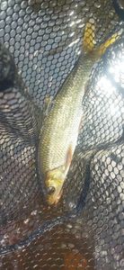 Common Dace