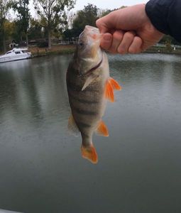 European Perch