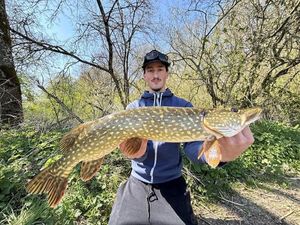 Northern Pike
