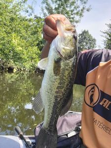 Largemouth Bass