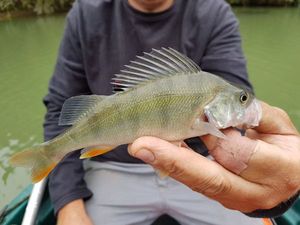 European Perch
