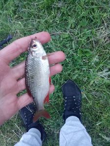 Roach
