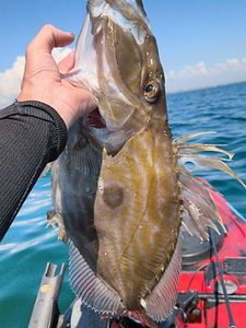 John Dory