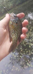 Green Sunfish