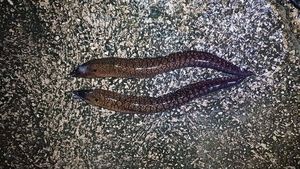 Mediterranean Moray
