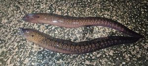 Mediterranean Moray
