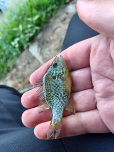 Pumpkinseed