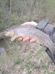 Brown Trout