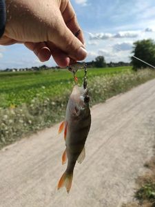 European Perch