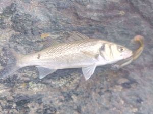 European Bass (Seabass)