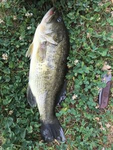 Largemouth Bass