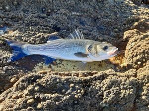 European Bass (Seabass)