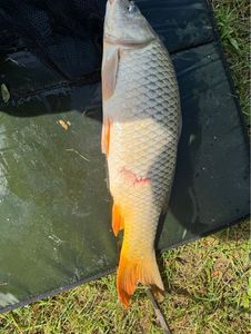 Common Carp