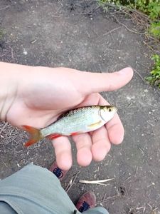 Roach