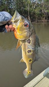 Peacock Bass (Tucunaré Orinocensis)