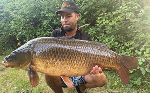 Common Carp