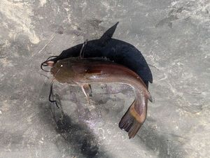Black Bullhead