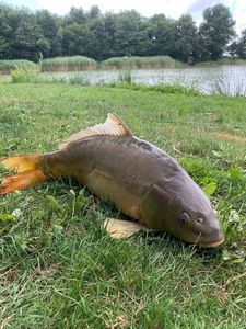 Leather Carp