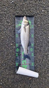 European Bass (Seabass)