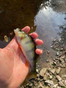 European Perch