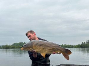 Common Carp
