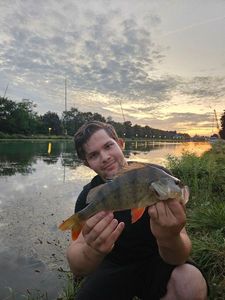 European Perch