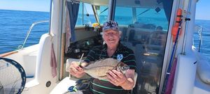 Black Seabream