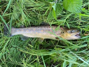 Brown Trout