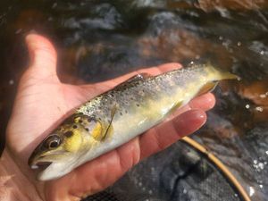 Brown Trout