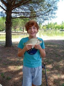 Common Bream