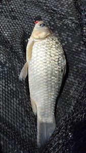 Crucian Carp