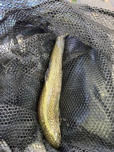 Rainbow Trout