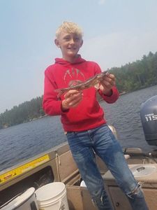 Sauger